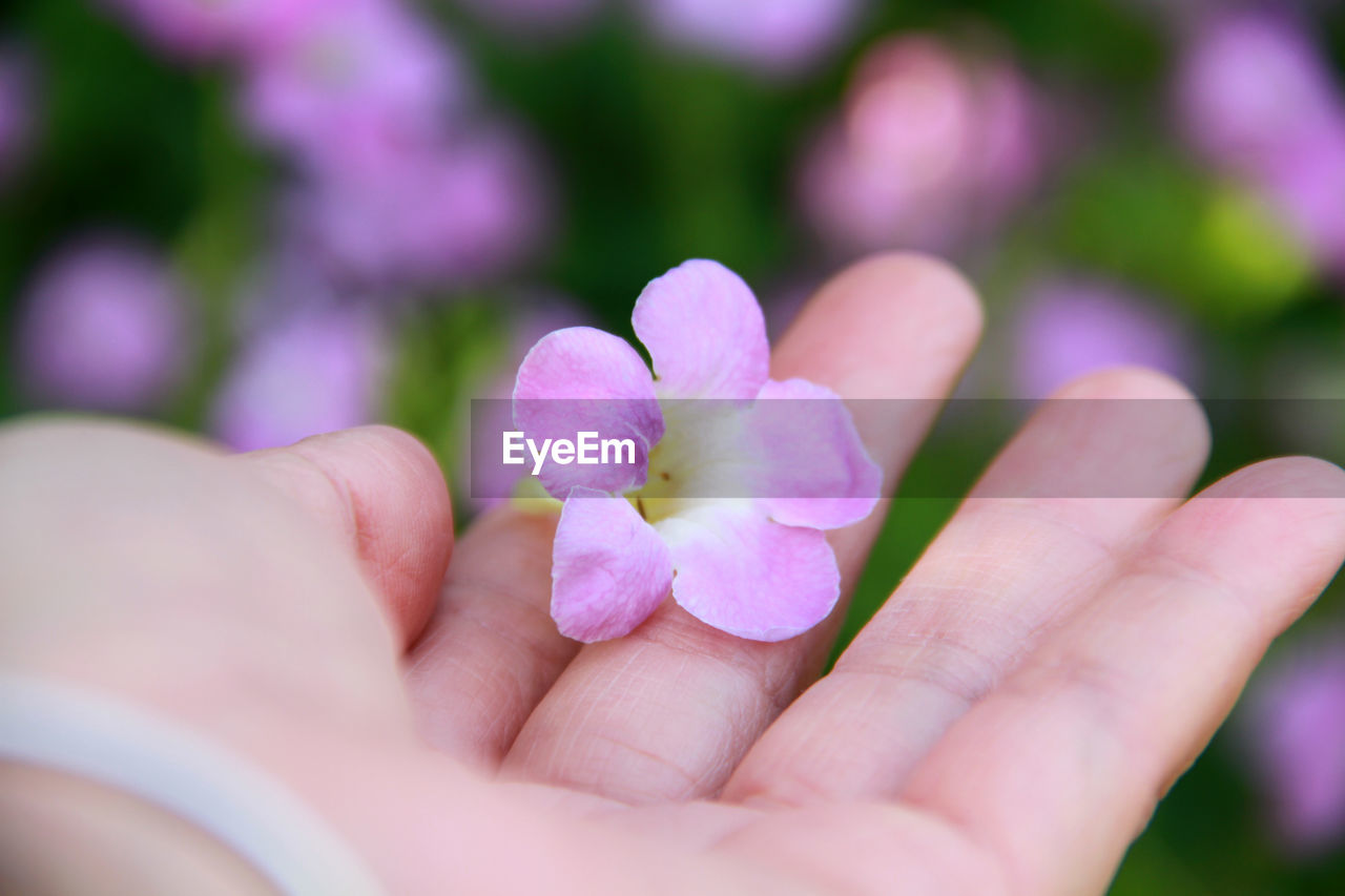 flower, hand, flowering plant, plant, petal, freshness, holding, macro photography, pink, close-up, beauty in nature, one person, fragility, nature, blossom, adult, selective focus, flower head, inflorescence, women, lilac, outdoors, lifestyles, finger, green, focus on foreground, day, purple, human eye, growth, springtime