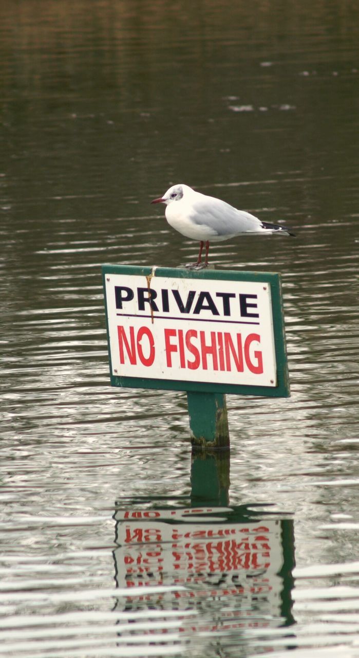 Seagull on no fishing sign at lake