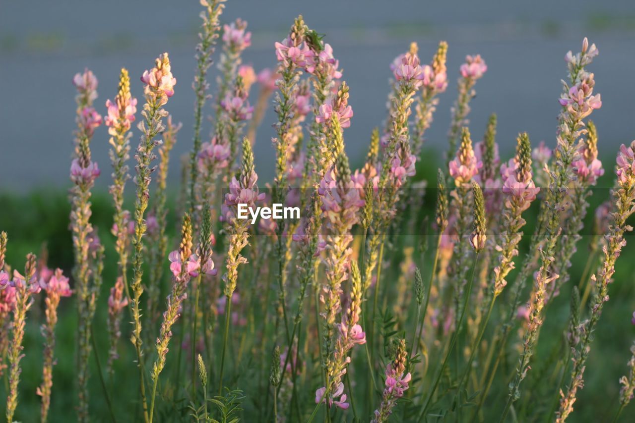 CLOSE-UP OF PINK FLOWERS BLOOMING