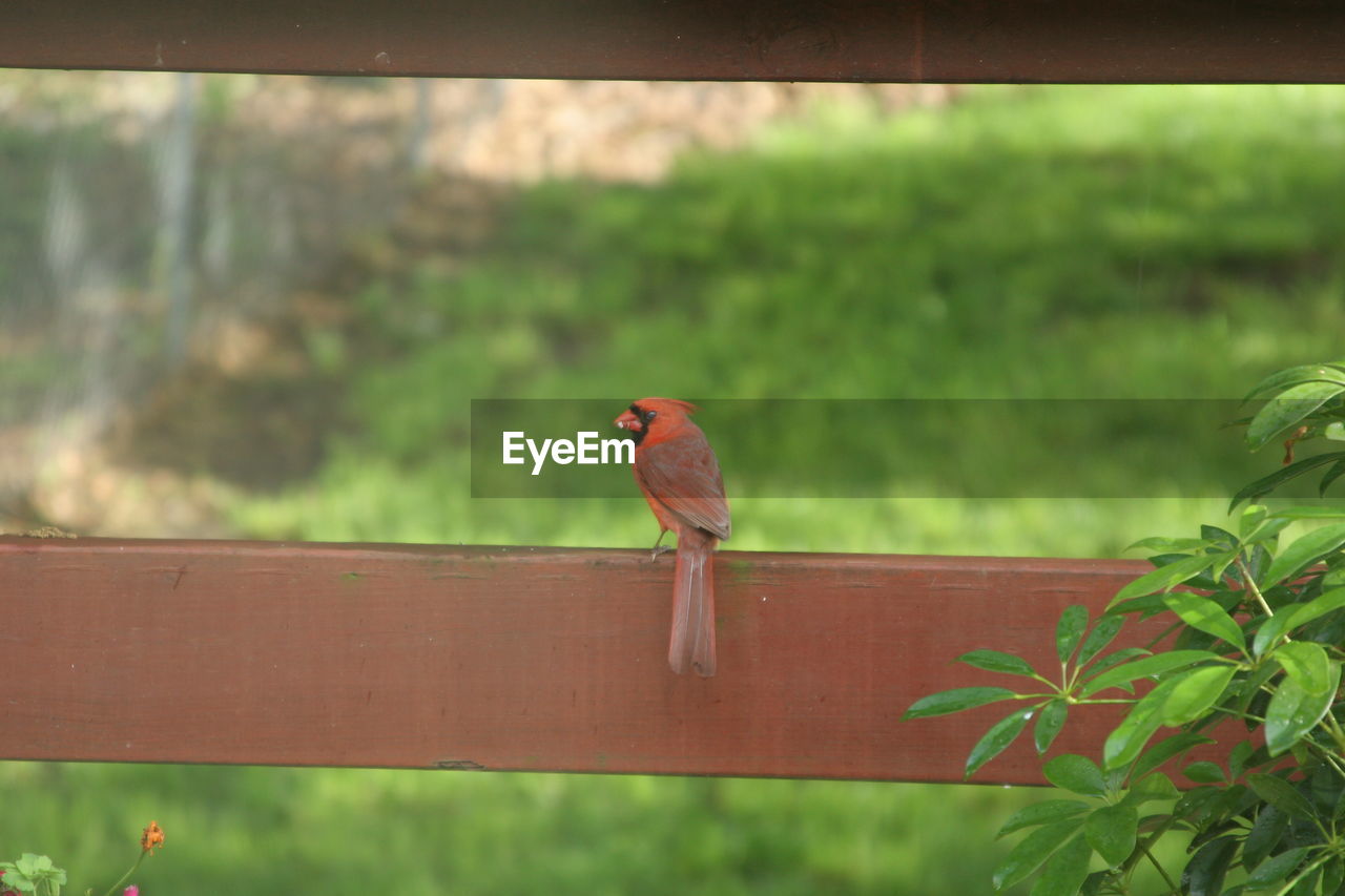 CLOSE-UP OF BIRD PERCHING ON BRANCH