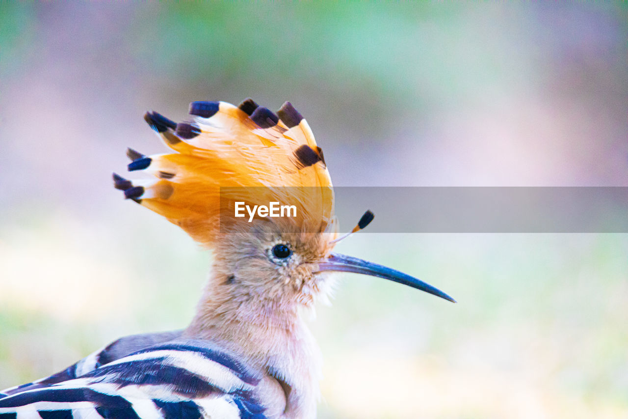 Close-up of bird