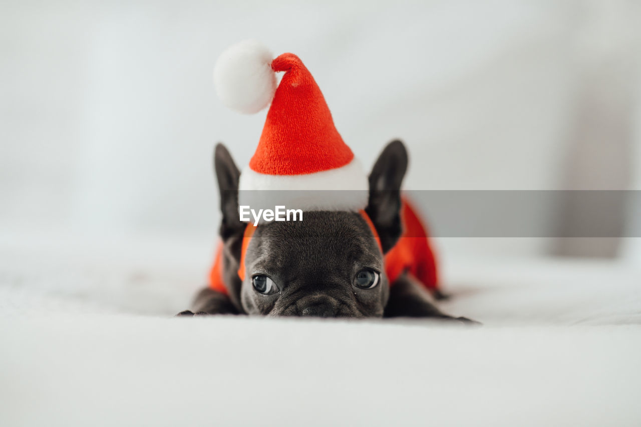 portrait of dog against white background