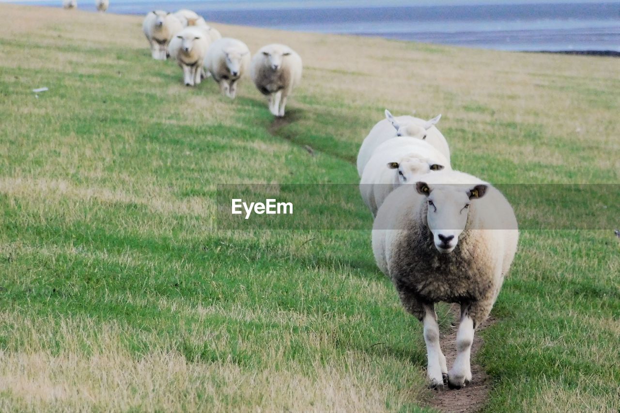 SHEEP STANDING ON FIELD