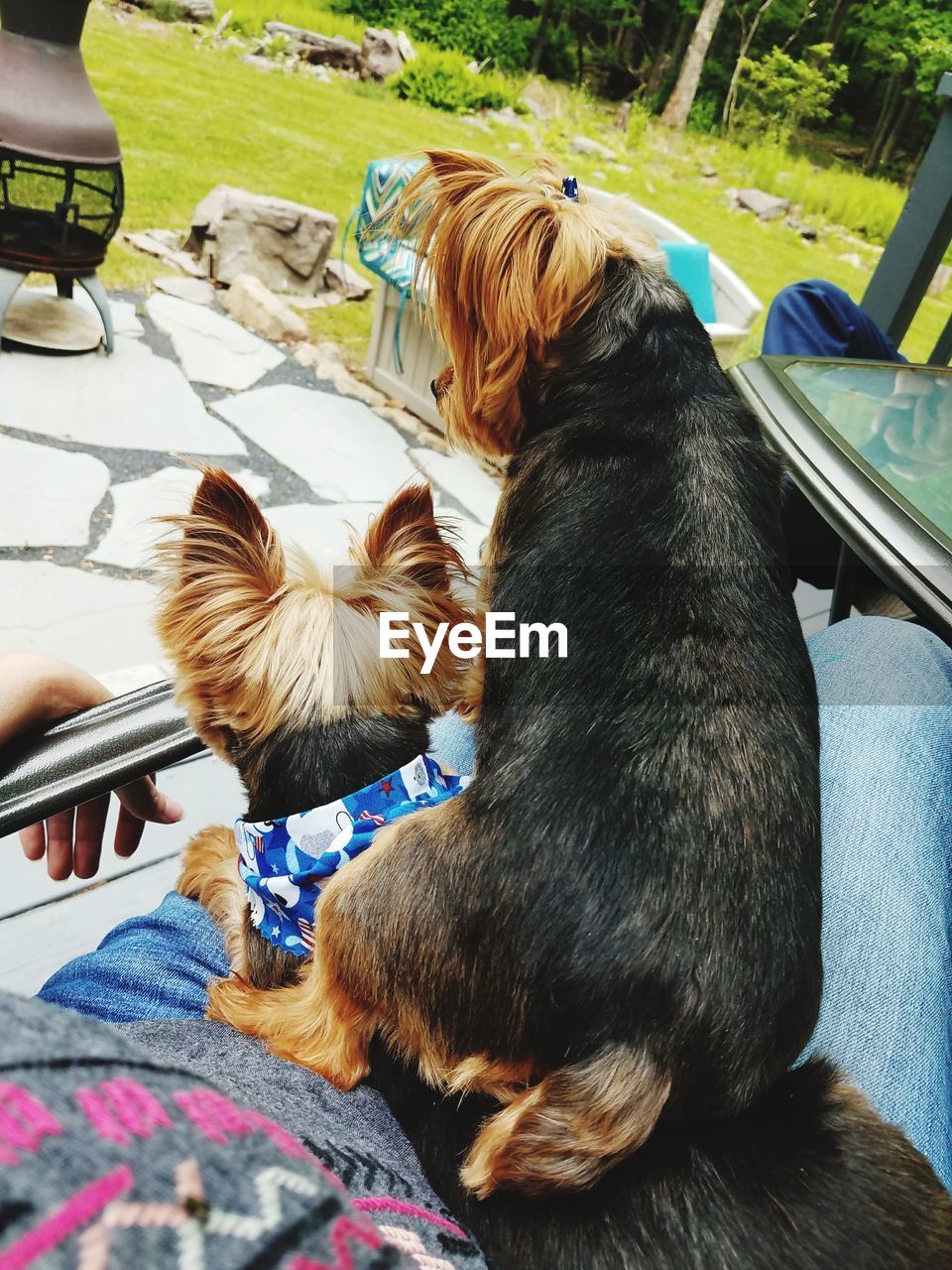 CLOSE-UP OF DOG SITTING IN LAPTOP