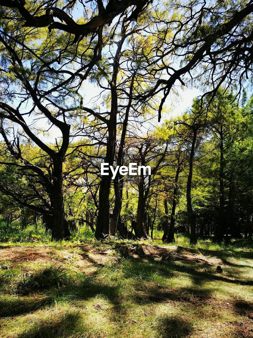 Trees in forest