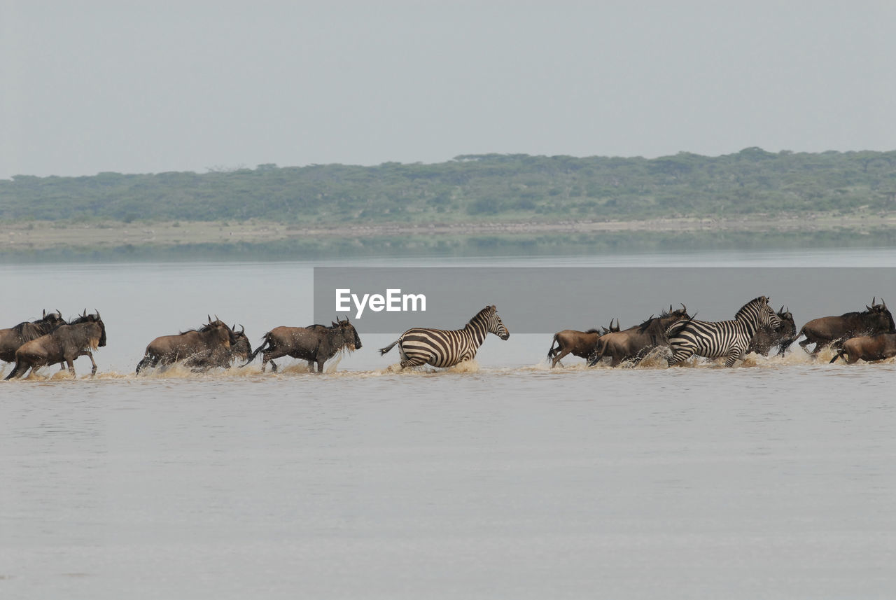 Wildebeest and zebras running in river