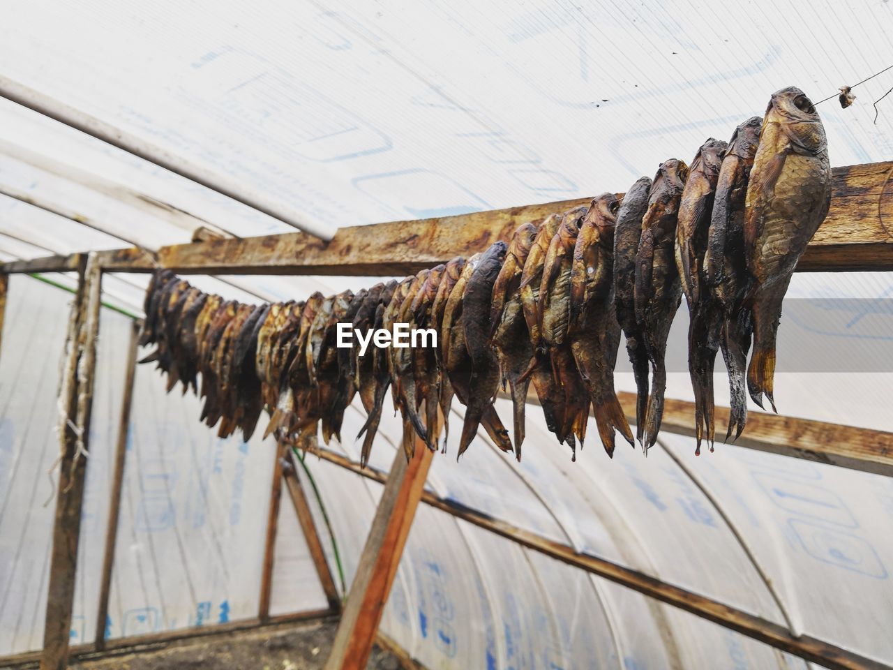 Low angle view of fishes drying against ceiling