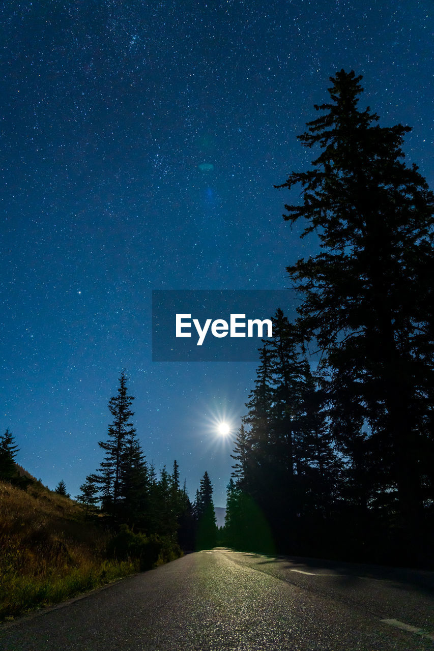 Starry night in summer night, asphalt road among the pine trees forest in bright moon light.