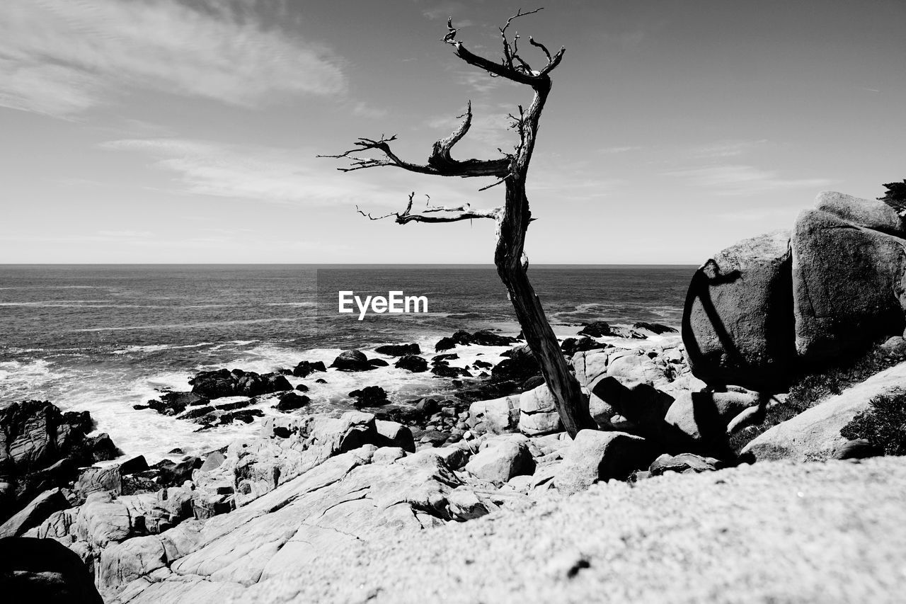 DRIFTWOOD ON BEACH