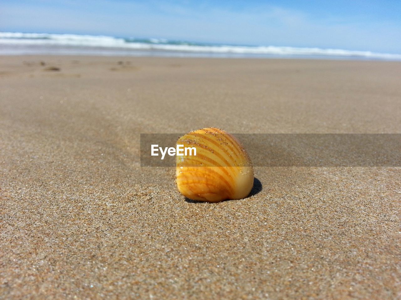 Seashell on sand at beach