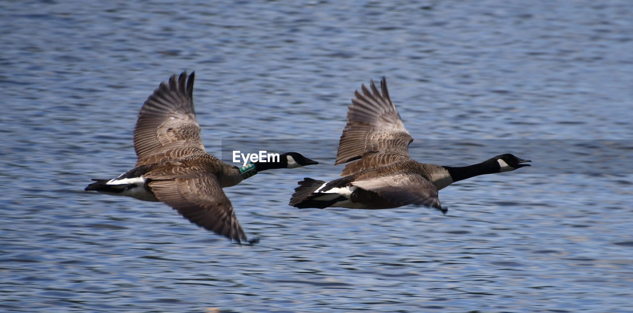 FLOCK OF SEAGULLS FLYING