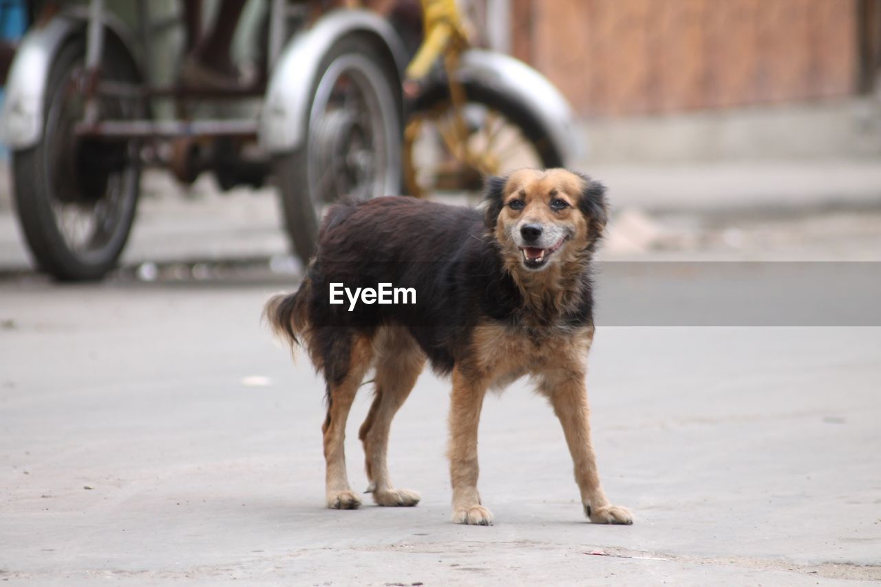 Stray dog standing on road