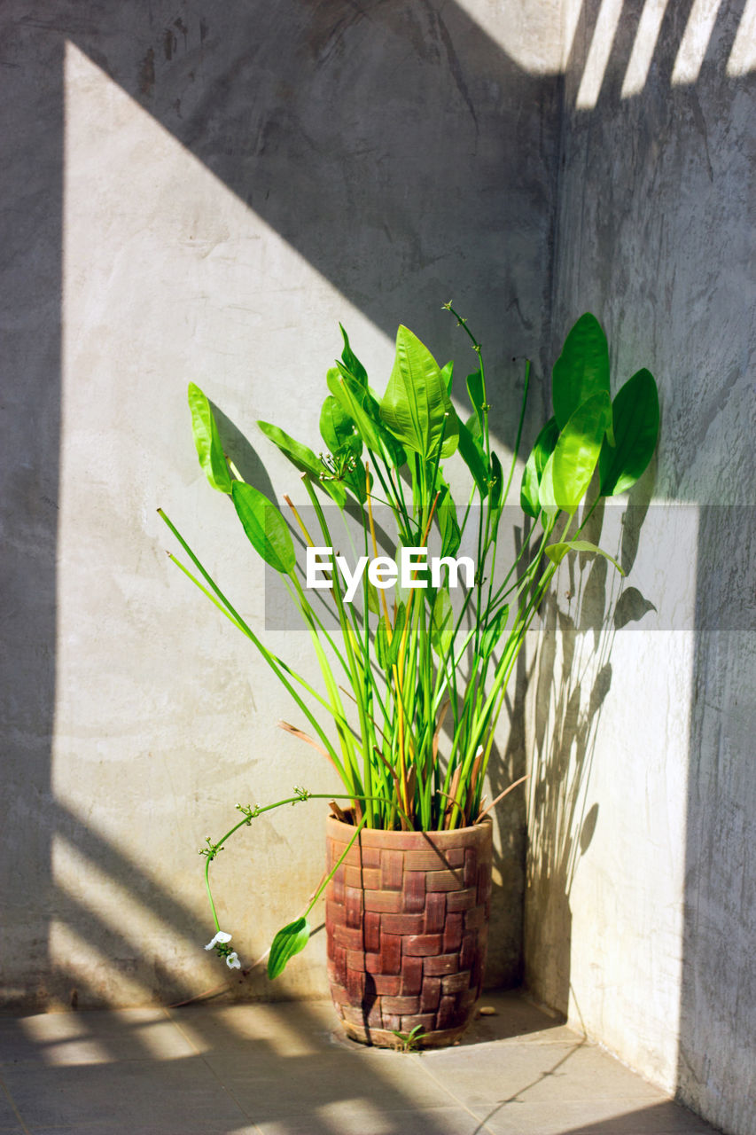 POTTED PLANT IN BASKET