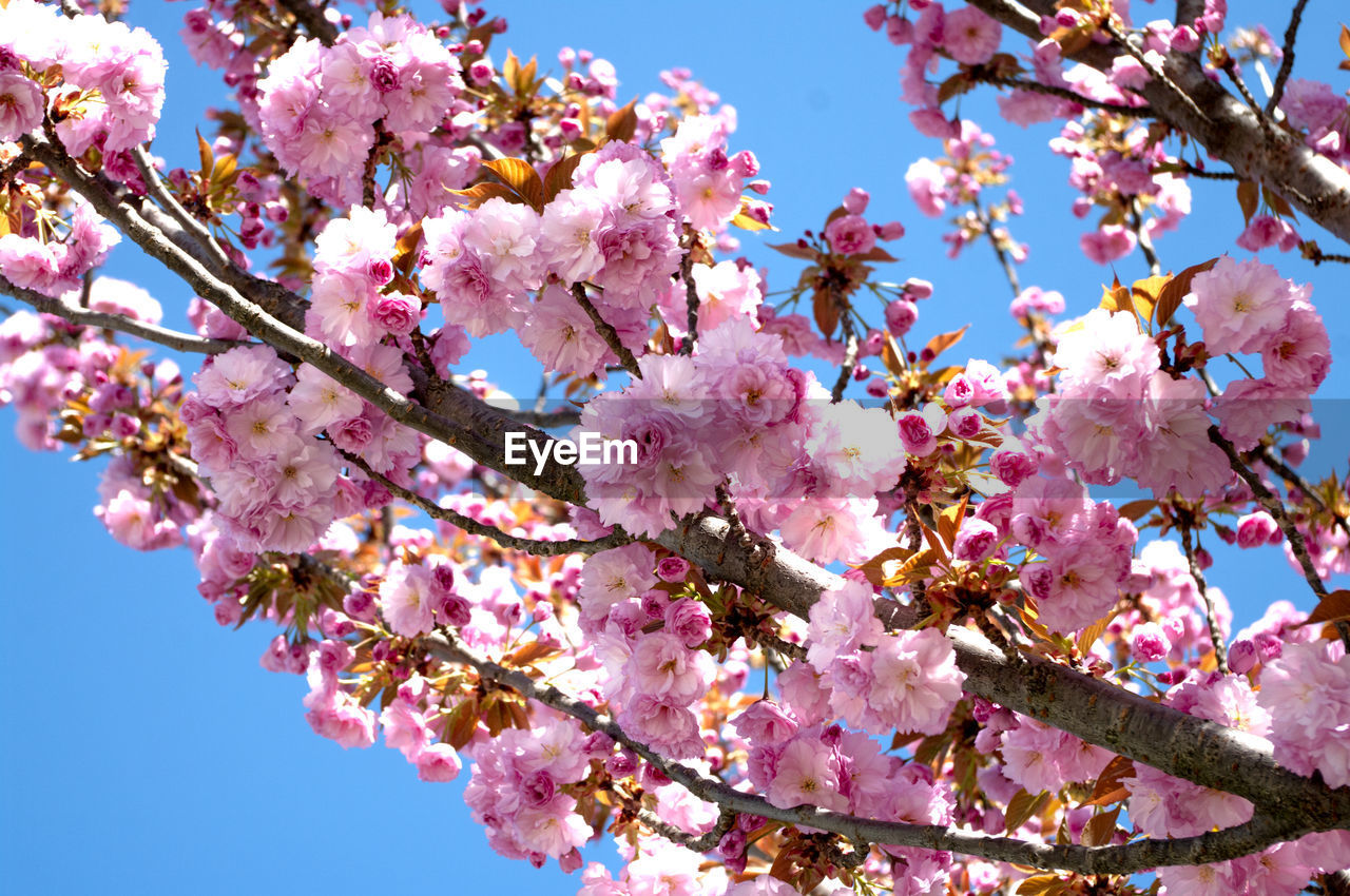 LOW ANGLE VIEW OF PINK CHERRY BLOSSOM