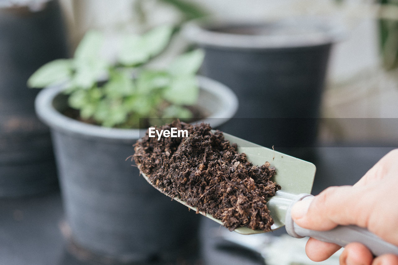 Close-up of hand holding potted plant