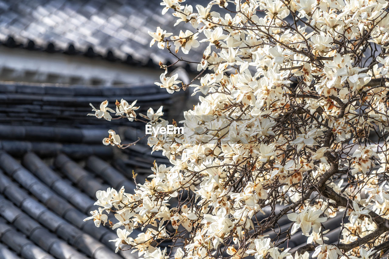 plant, branch, spring, flower, nature, no people, day, growth, tree, flowering plant, beauty in nature, fragility, leaf, built structure, outdoors, close-up, architecture, sunlight, focus on foreground, frost, winter, freshness, blossom, low angle view, springtime, building exterior