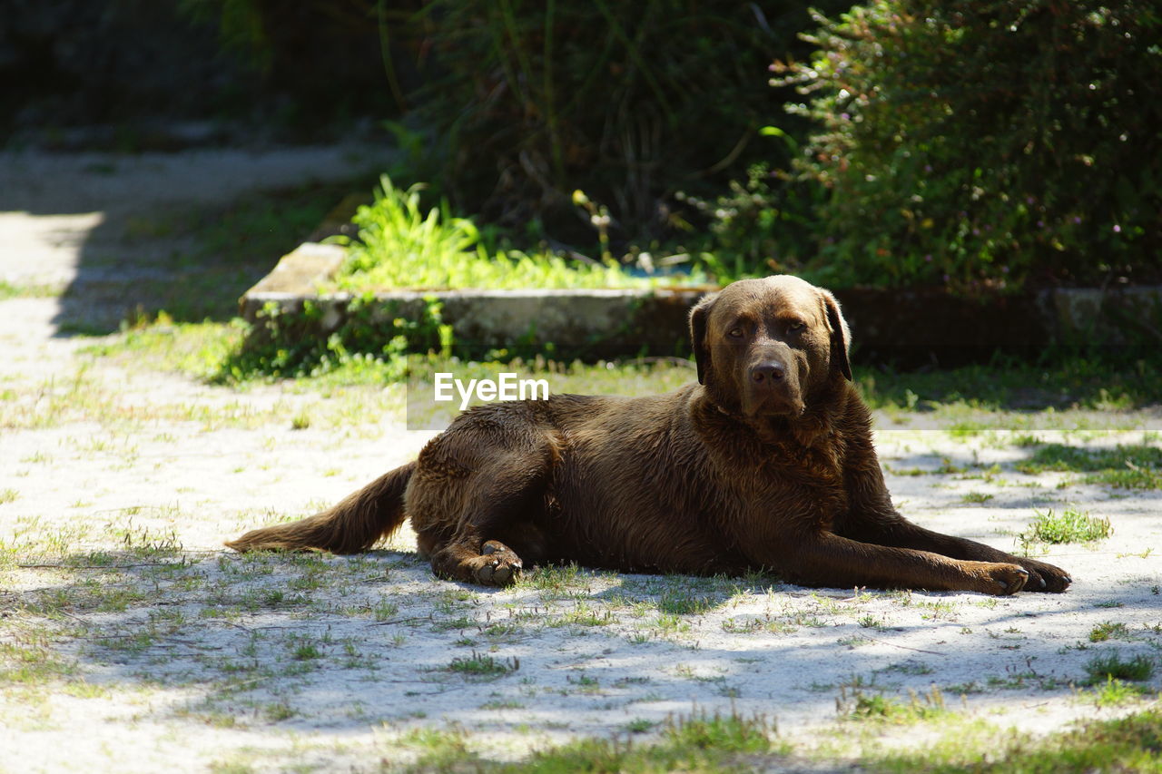 Portrait of dog relaxing outdoors