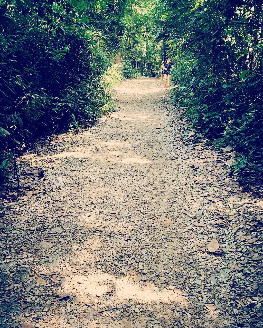 Road passing through trees