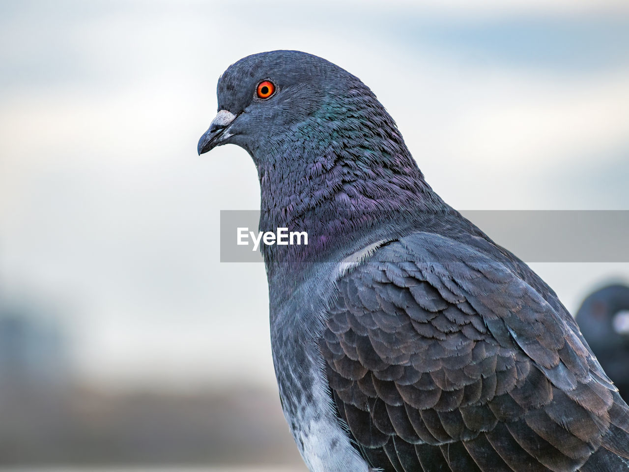 CLOSE-UP OF PIGEONS