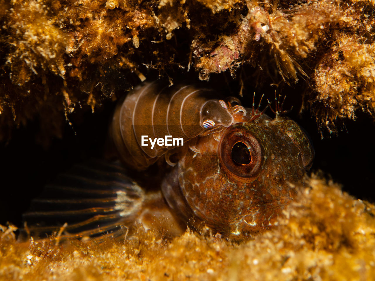 VIEW OF FISH UNDERWATER