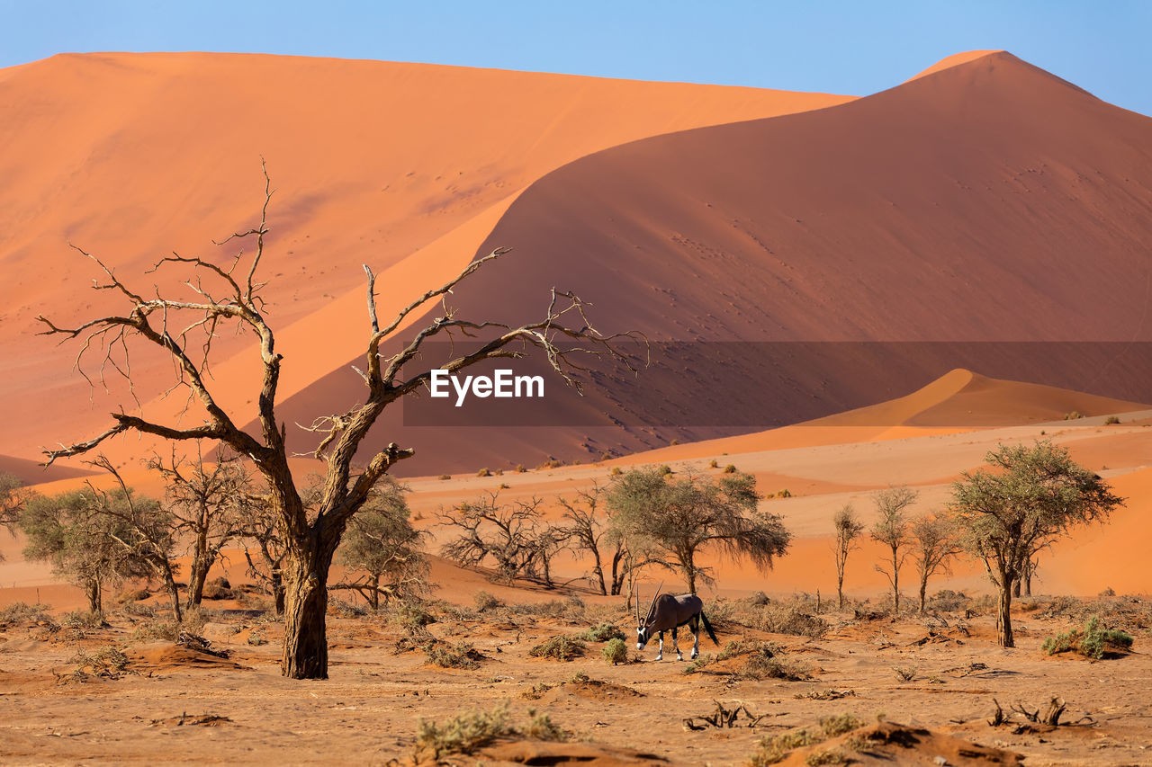 Scenic view of desert with oryx grazing on field against sky