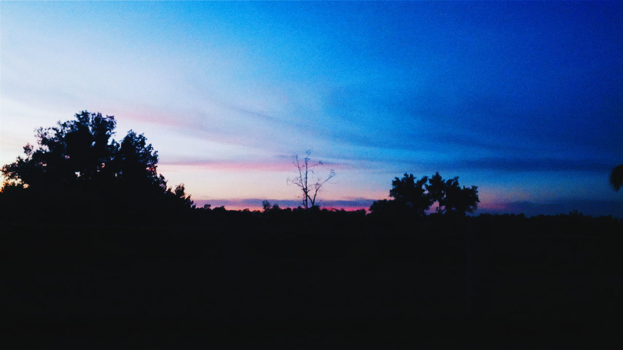 SILHOUETTE OF TREES AT SUNSET