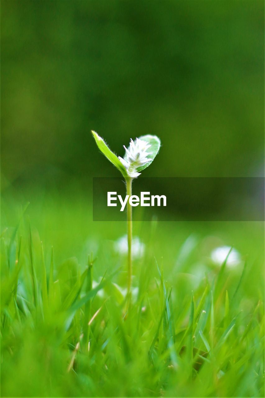 CLOSE-UP OF WHITE FLOWERING PLANT