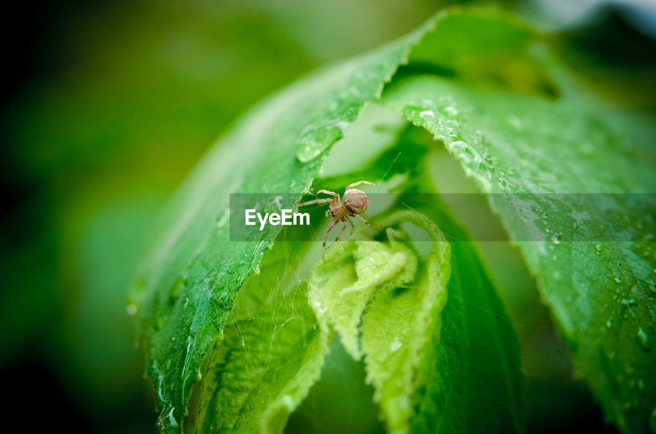 Close-up of spider on plant