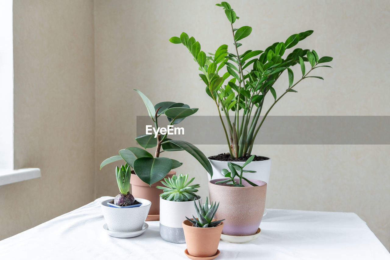 Various plants in different pots on table. indoor garden home. green garden in the room - image