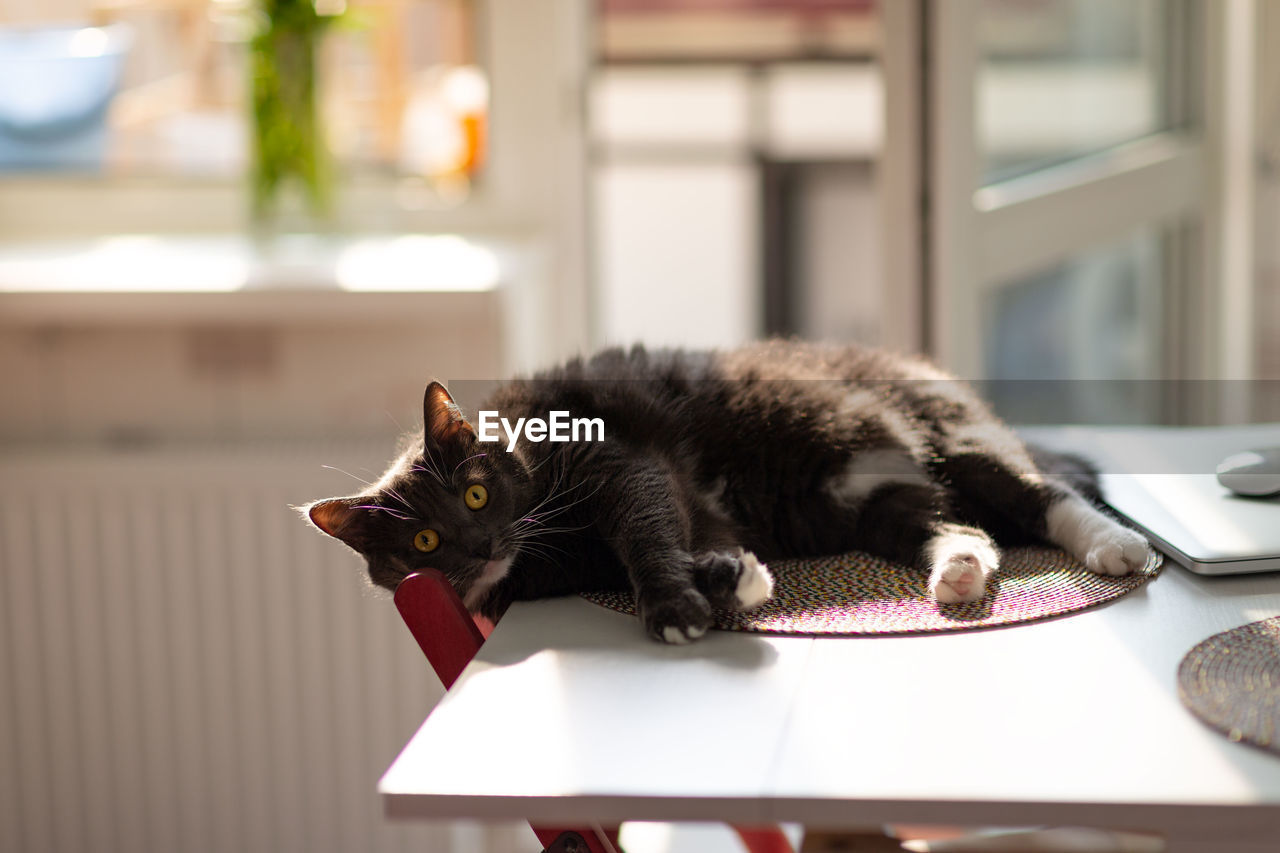 Sleepy fluffy black cat with surprised eyes resting on the kitchen table until the owners sees. 