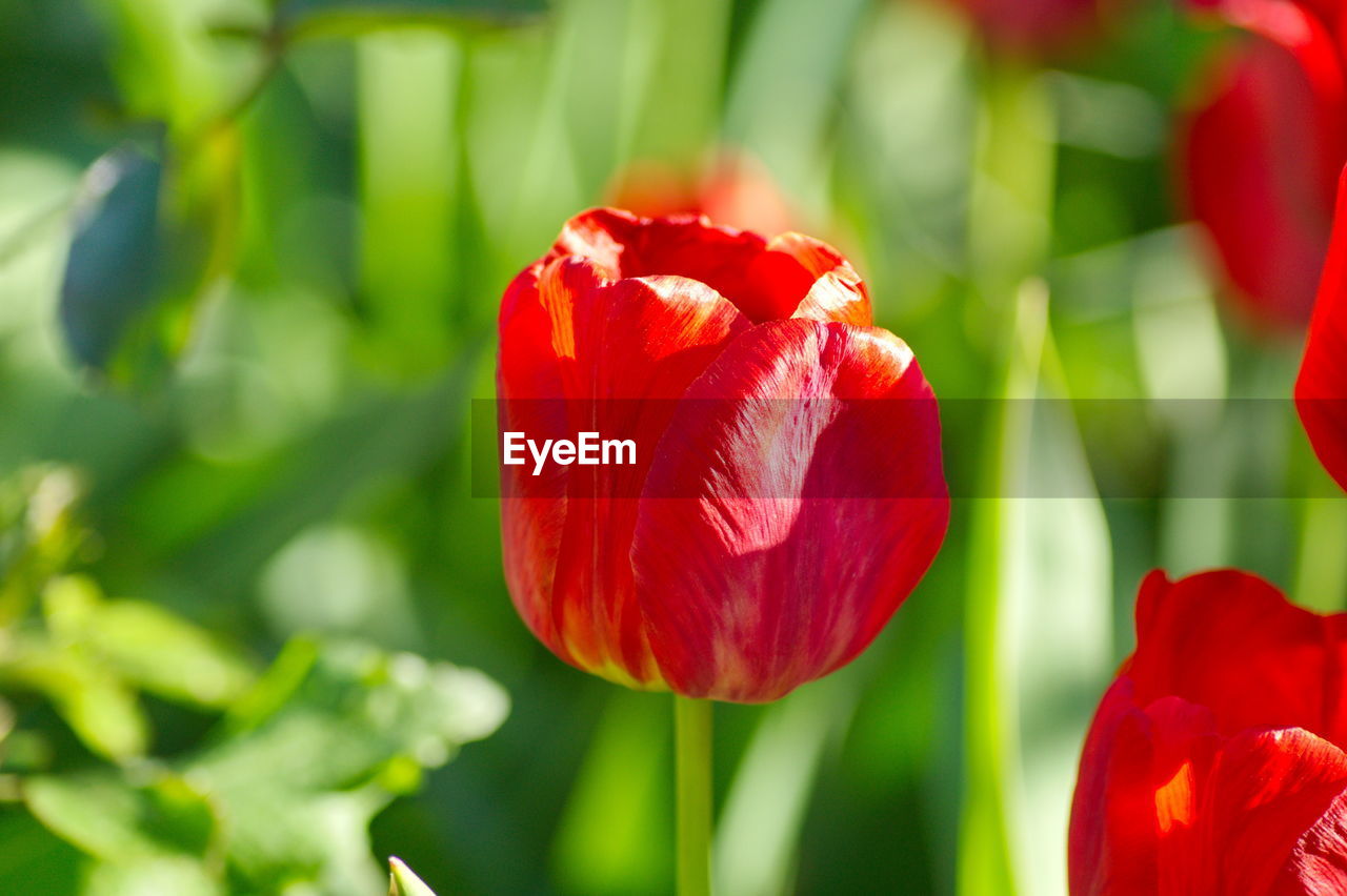 CLOSE UP OF RED TULIP