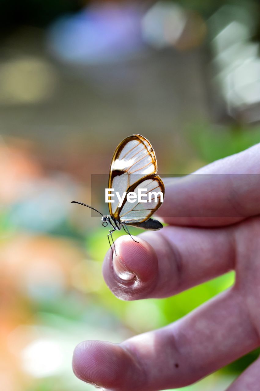 CLOSE-UP OF WOMAN HOLDING BUTTERFLY