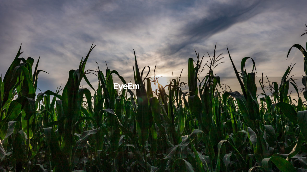 Cornfield against cloudy sunset sky