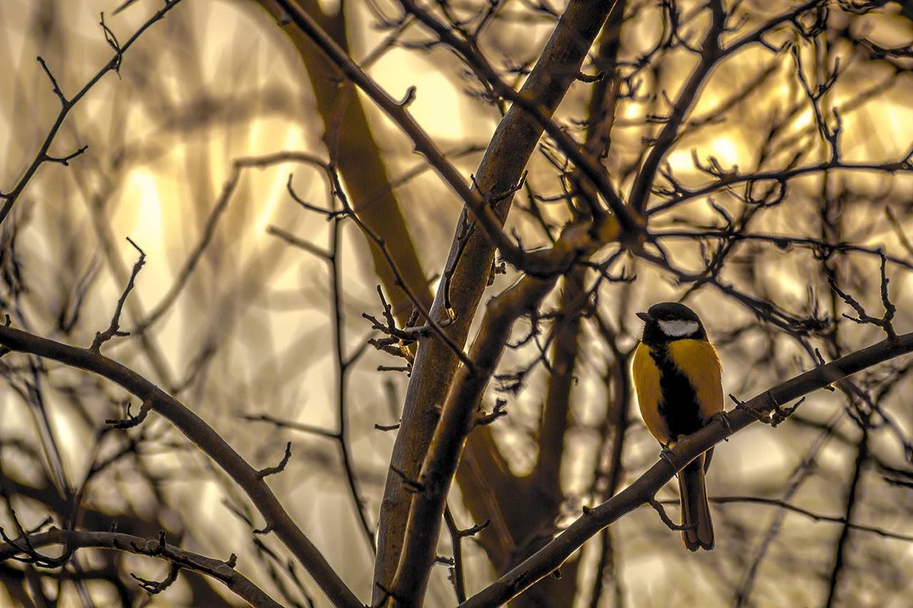 BIRDS PERCHING ON BRANCH