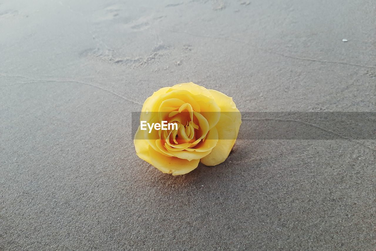 HIGH ANGLE VIEW OF YELLOW ROSE BOUQUET ON ASPHALT