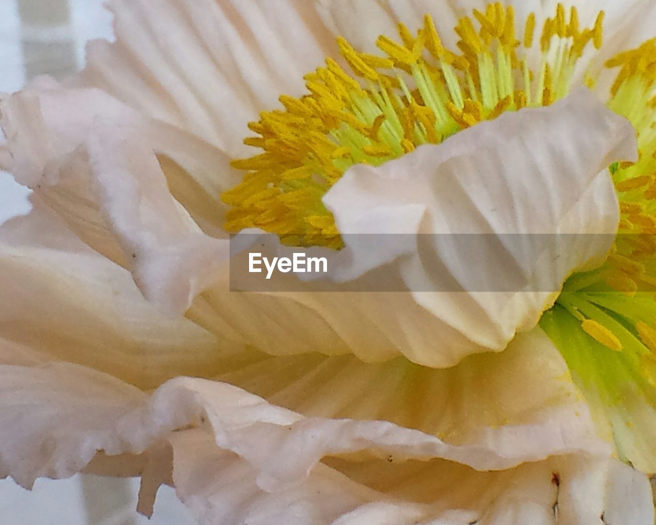 CLOSE-UP OF YELLOW FLOWERS