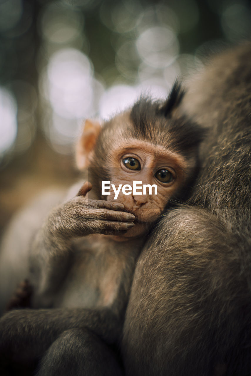 Portrait of monkey with infant relaxing outdoors