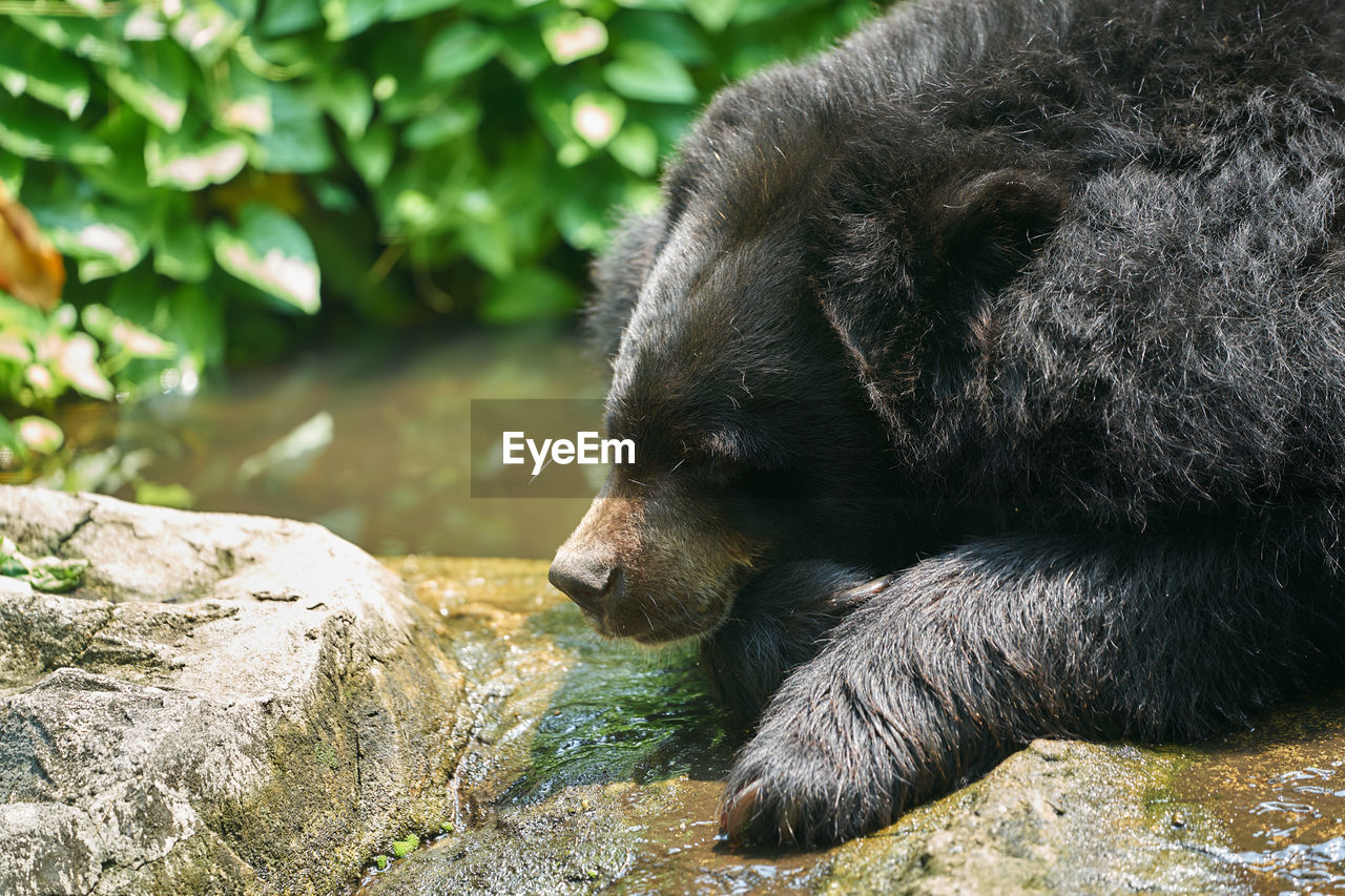 Close-up of bear on rock at zoo