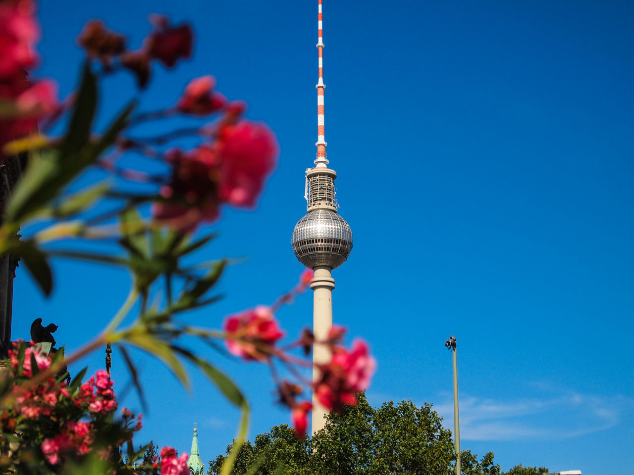 Low angle view of red flowers and fernsehturm against sky