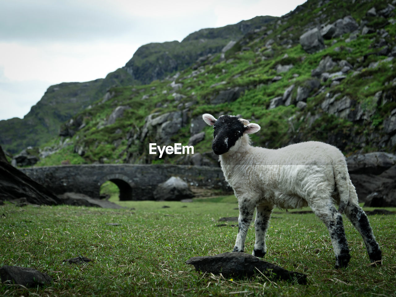 Sheep standing in a farm with bridge in the background