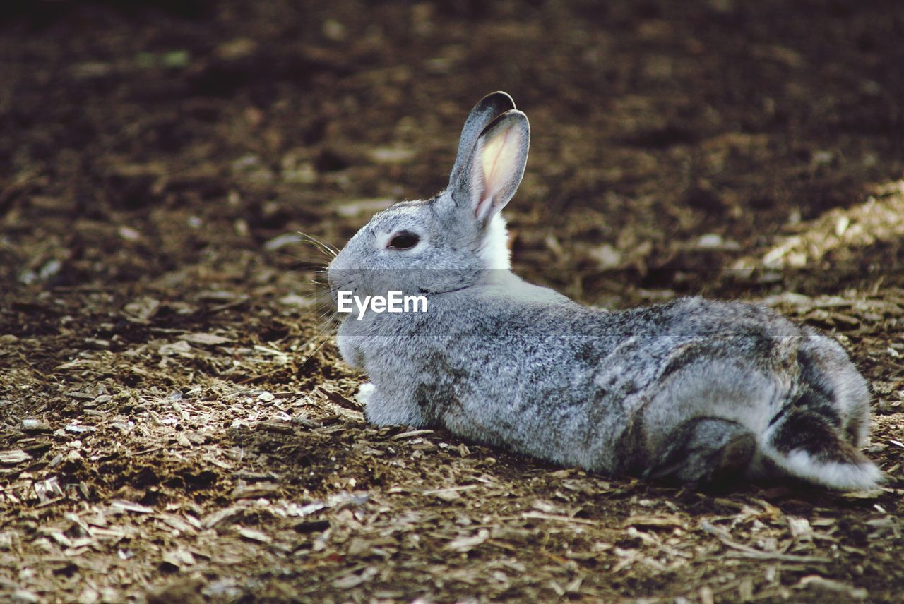 Rabbit resting forest