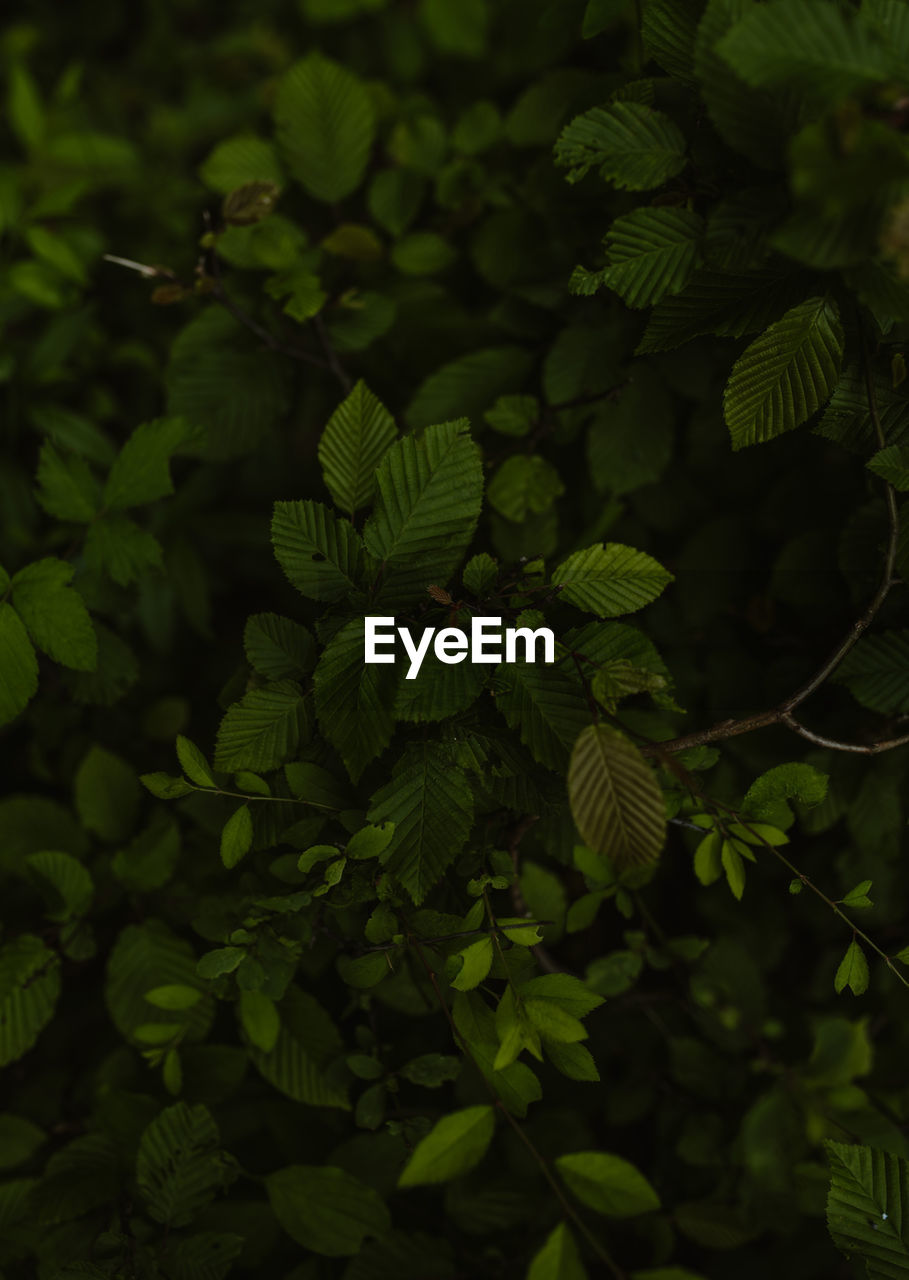 HIGH ANGLE VIEW OF FRESH GREEN LEAVES ON TREE