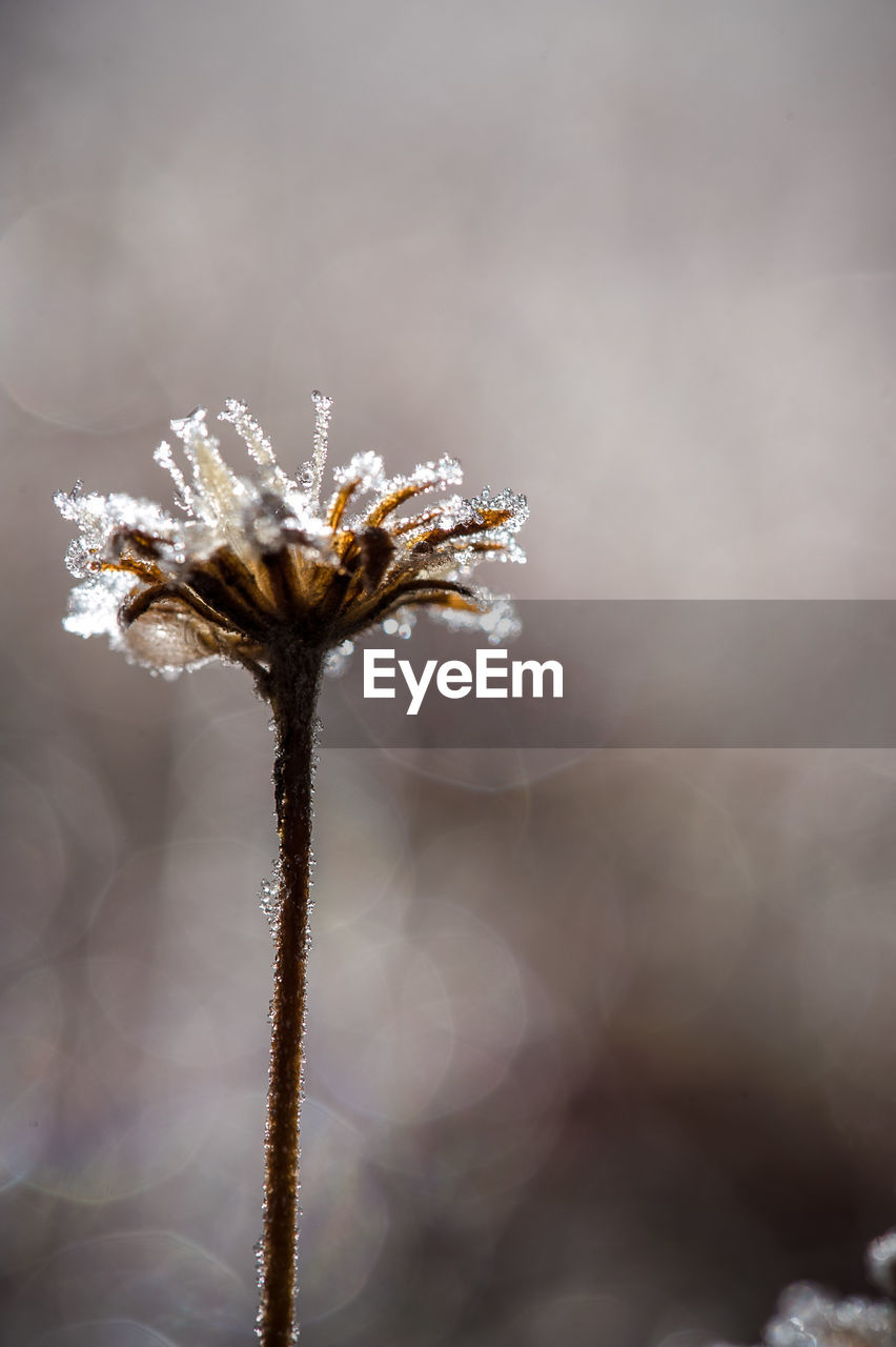 Close-up of snow on plant