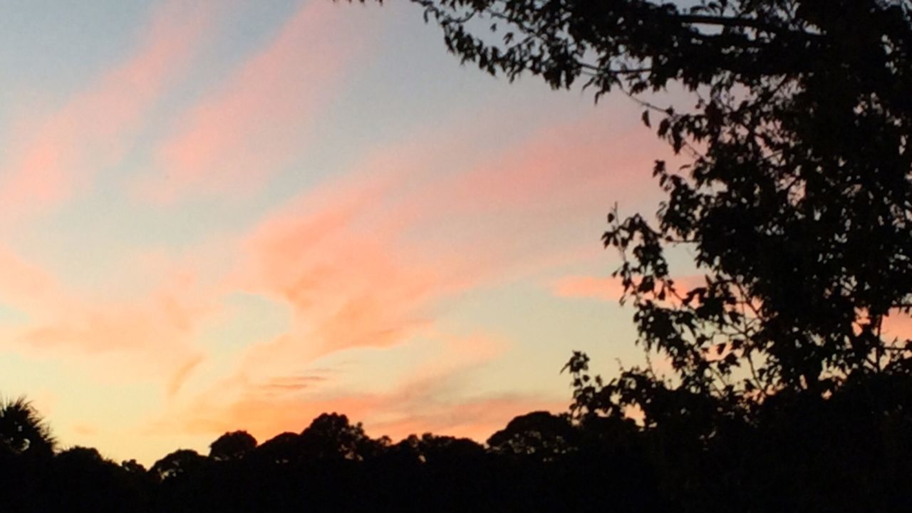 SILHOUETTE OF TREES AT SUNSET