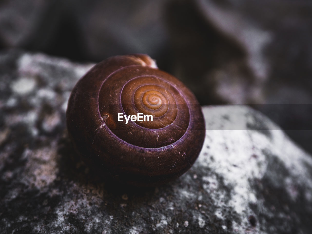 Close-up of snail on rock