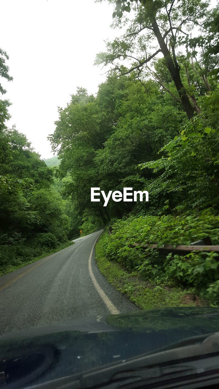 VIEW OF ROAD IN FOREST