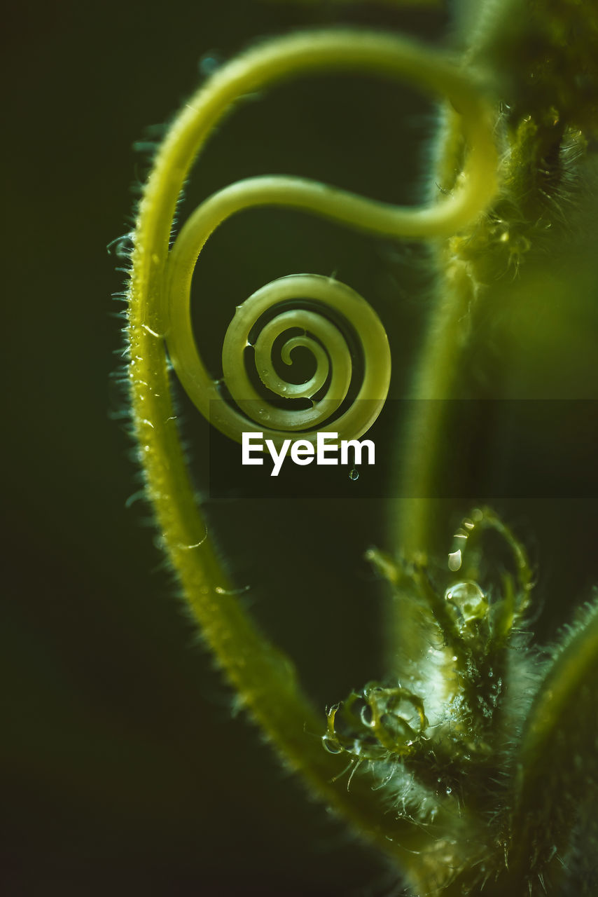 green, close-up, plant, macro photography, spiral, no people, nature, beauty in nature, yellow, flower, tendril, leaf, growth, animal, plant part, animal themes, fiddlehead fern, animal wildlife, one animal, outdoors, fragility, selective focus, curled up, wildlife, plant stem, extreme close-up