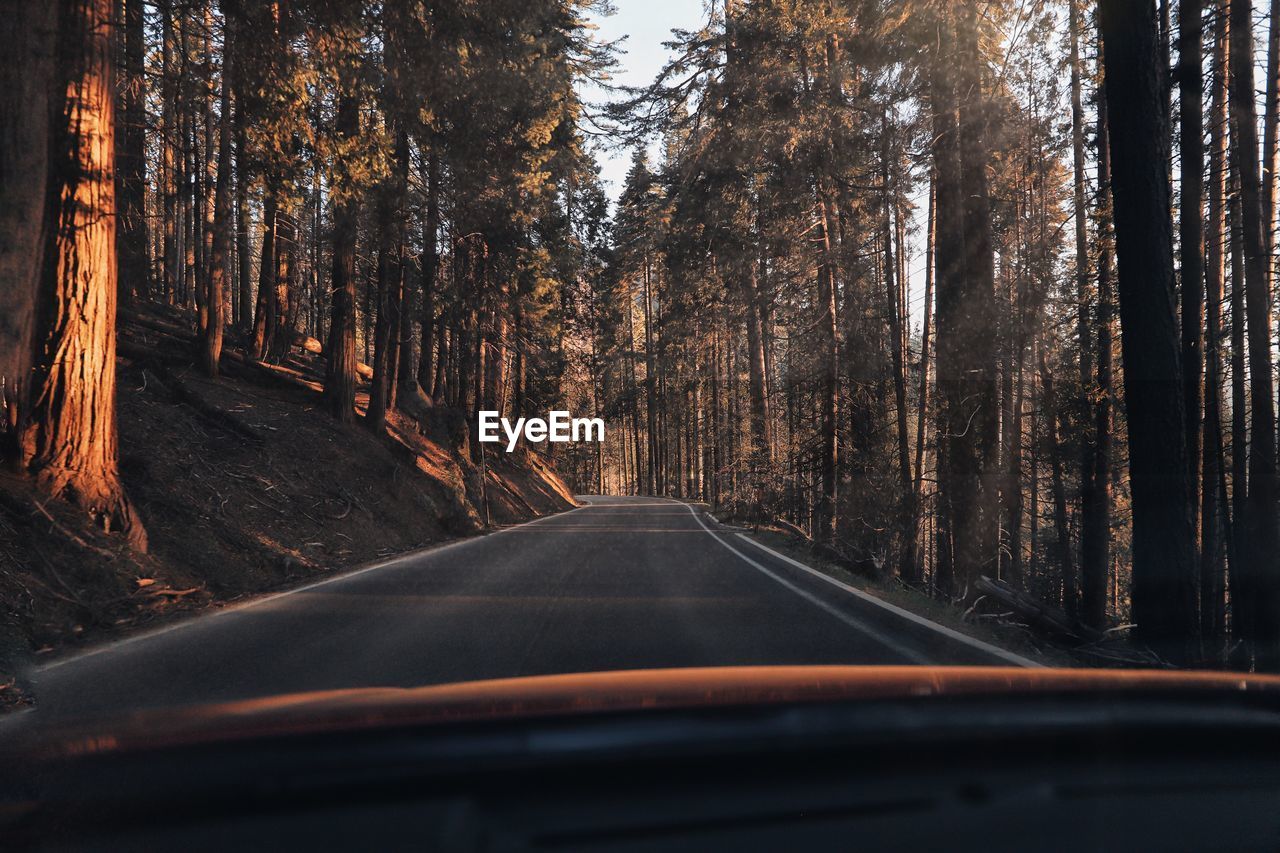 Road amidst trees in forest