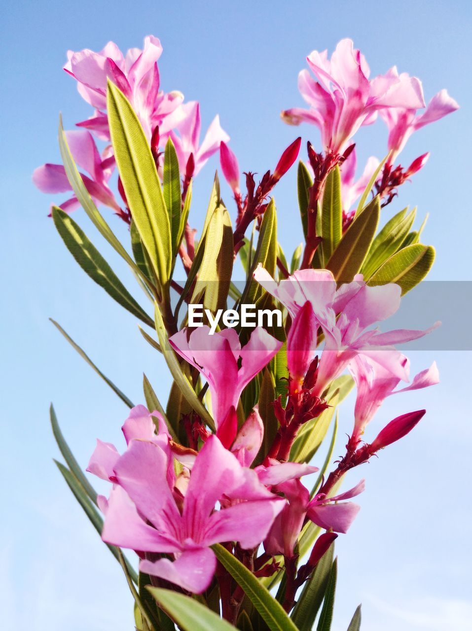 Low angle view of pink flowering plant against sky