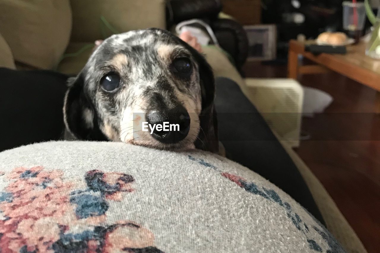 CLOSE-UP PORTRAIT OF DOG ON SOFA AT HOME